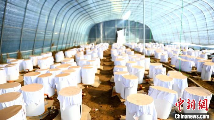 圖為靈芝套袋?！∴嚢?攝