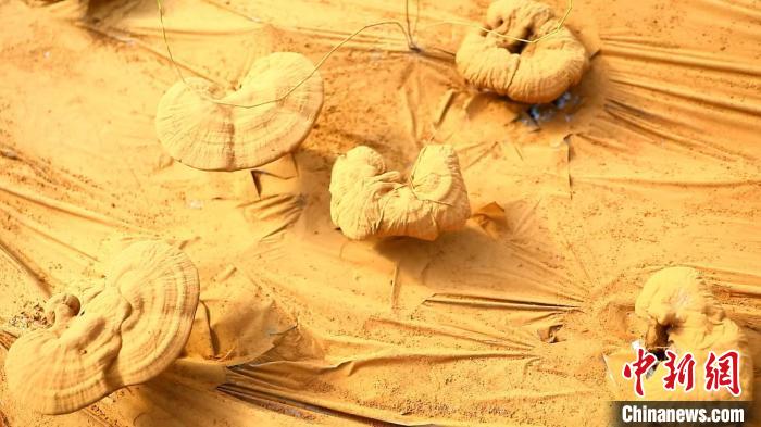 圖為靈芝基地內(nèi)孢子粉布滿塑料膜?！〉录?攝