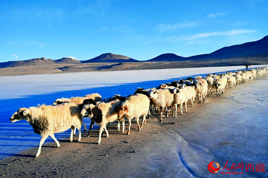 羊群排著隊穿過普莫雍錯。 人民網(wǎng) 李海霞攝