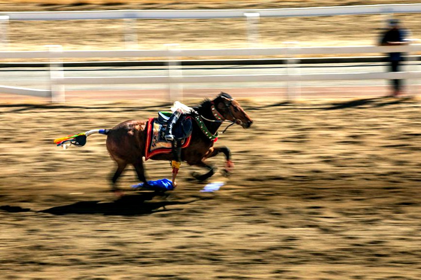 藏歷新年，精彩的馬術(shù)表演。張靜攝