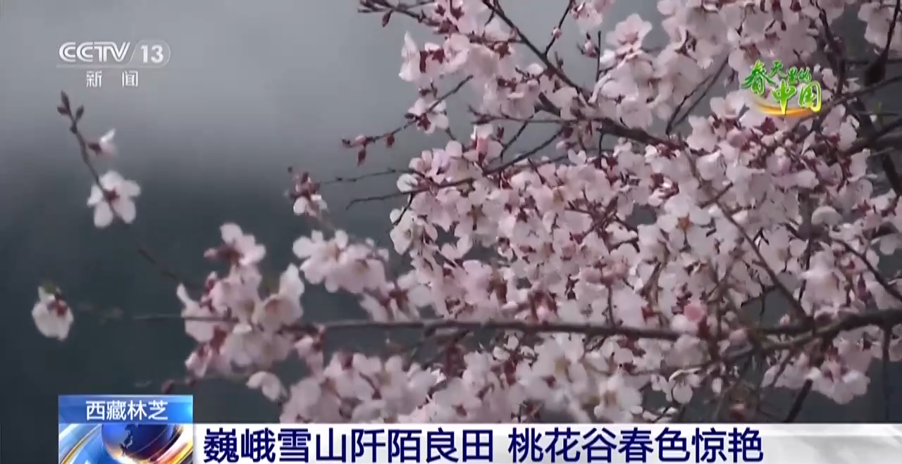 西藏林芝:巍峨雪山阡陌良田 桃花谷春色驚艷