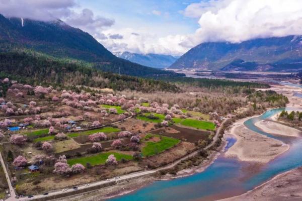 人間桃花源！林芝桃花有多絕？