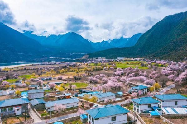 人間桃花源！林芝桃花有多絕？