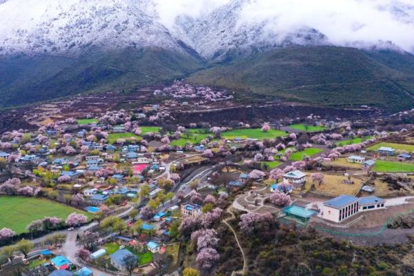 人間桃花源！林芝桃花有多絕？