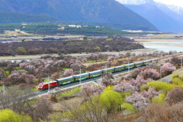 人間桃花源！林芝桃花有多絕？