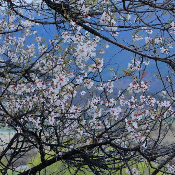 人間桃花源！林芝桃花有多絕？