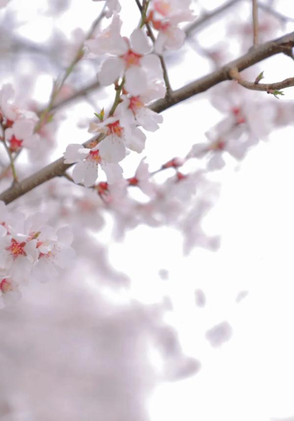 人間桃花源！林芝桃花有多絕？