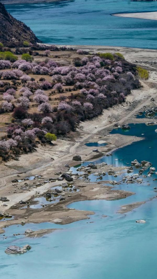 人間桃花源！林芝桃花有多絕？