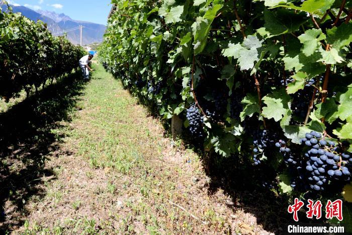 昌都芒康縣依托“兩江流域”干熱河谷地帶地理優(yōu)勢將康巴蜜橘、蘋果、甜石榴、葡萄、蜜桃等經(jīng)濟林木種植。　昌都市芒康縣委宣傳部供圖