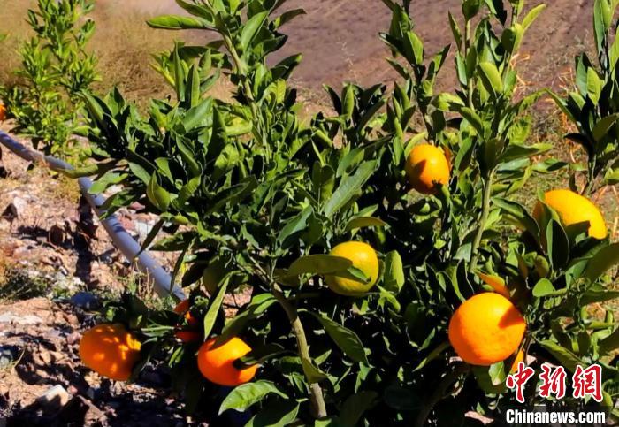 昌都芒康縣依托“兩江流域”干熱河谷地帶地理優(yōu)勢將康巴蜜橘、蘋果、甜石榴、葡萄、蜜桃等經(jīng)濟林木種植?！〔际忻⒖悼h委宣傳部供圖
