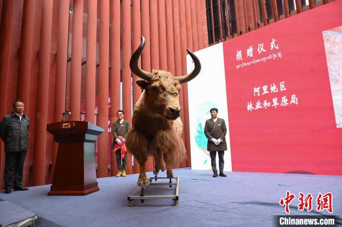 圖為阿里地區(qū)林草局捐贈的金絲野牦牛標(biāo)本?！≮w朗 攝
