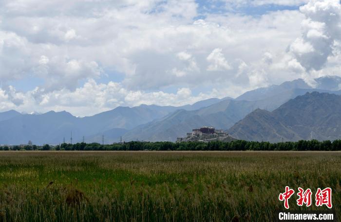 圖為6月22日，西藏拉薩拉魯濕地?！±盍?攝