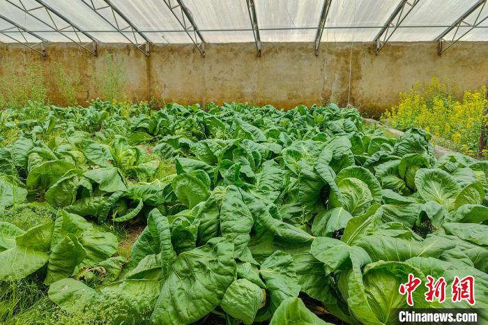 公珠湖執(zhí)勤點(diǎn)的大棚蔬菜，種菜是該執(zhí)勤點(diǎn)輪換民警們的日常。　龍小鳳 攝