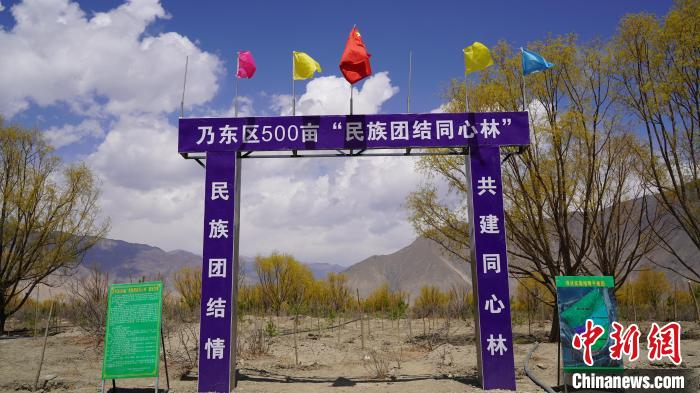 圖為“民族團(tuán)結(jié)同心林”項目。　乃東融媒供圖