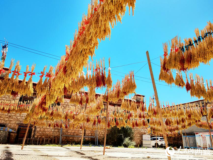 村子廣場上曬滿了糧食。 人民網(wǎng) 李海霞攝