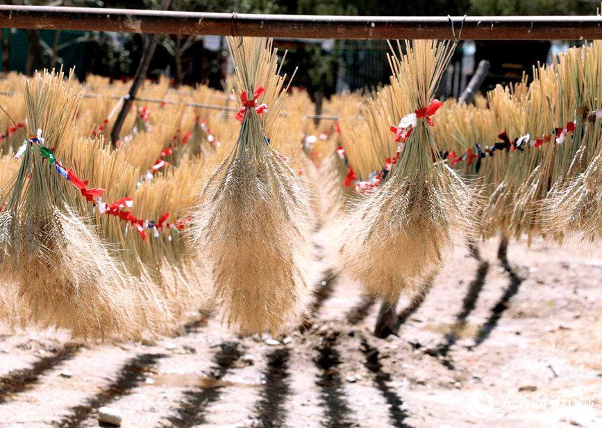 整個村莊沉浸在收獲的喜悅中。人民網(wǎng) 李海霞攝