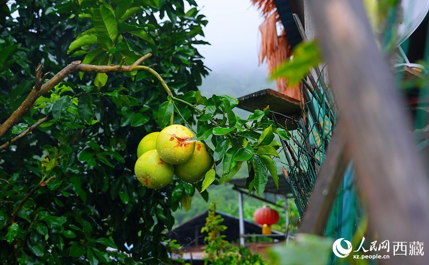 墨脫縣德興鄉(xiāng)德興村庭院果樹飄香。