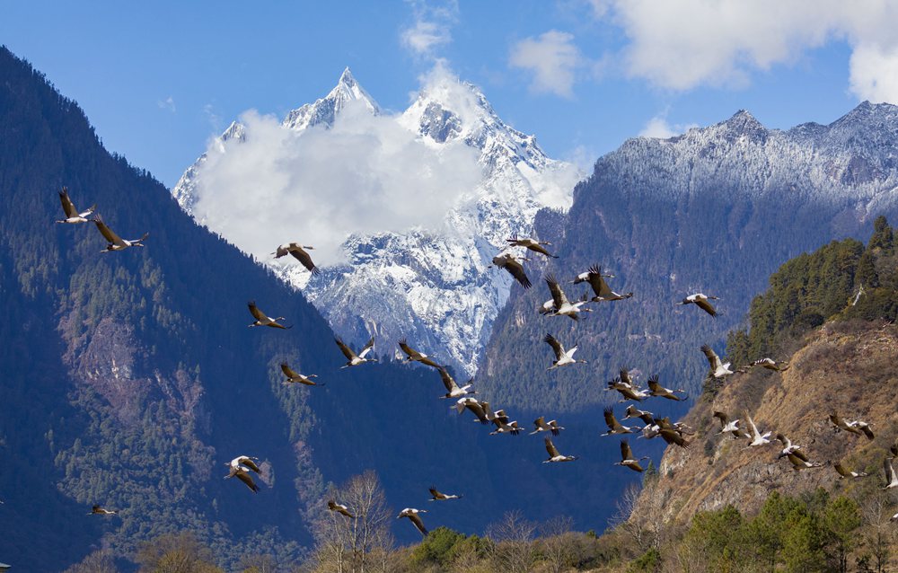 黑頸鶴蹁躚起舞美如畫。索多攝