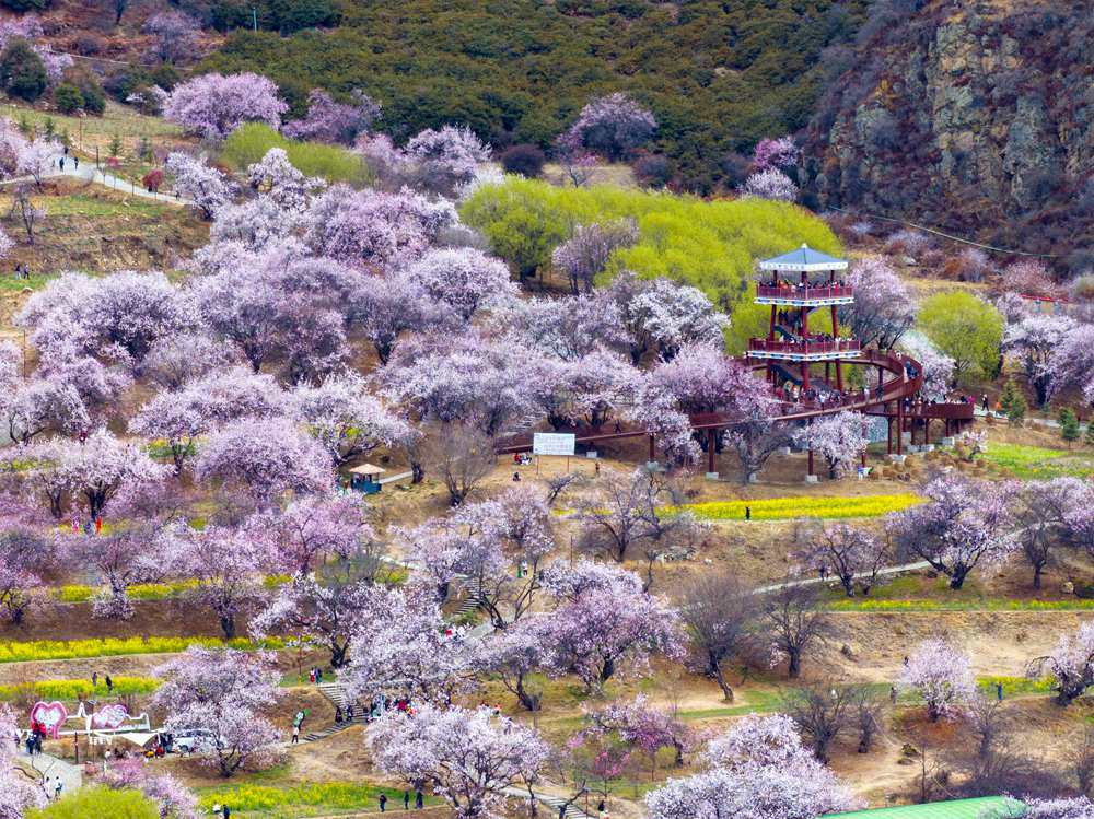 桃花盛開(kāi)惹人醉，八方游客賞花來(lái)。徐馭堯攝