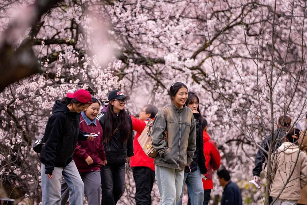 桃花盛開(kāi)惹人醉，八方游客賞花來(lái)。徐馭堯攝
