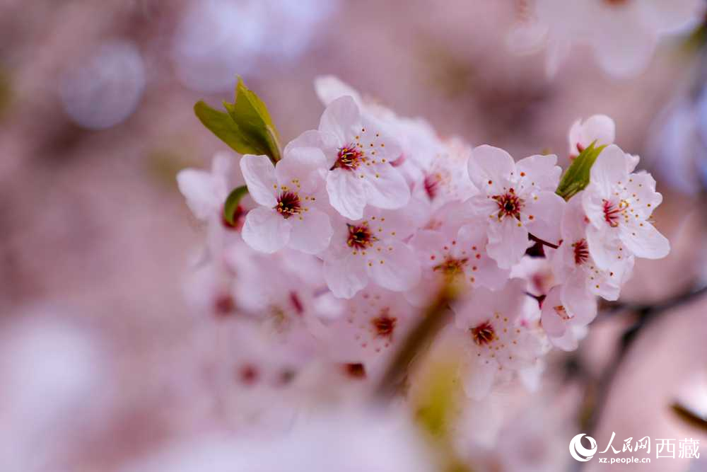 桃花盛開(kāi)惹人醉。人民網(wǎng)記者 次仁羅布攝