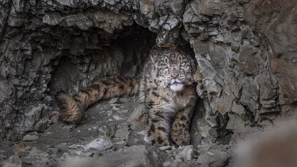“高原精靈”雪豹。尼瑪多吉攝