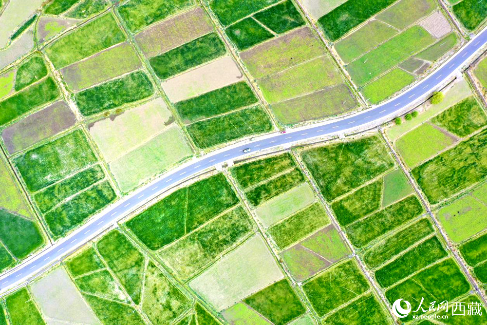無人機視角下的西藏山南市瓊結農田。人民網記者 次仁羅布攝