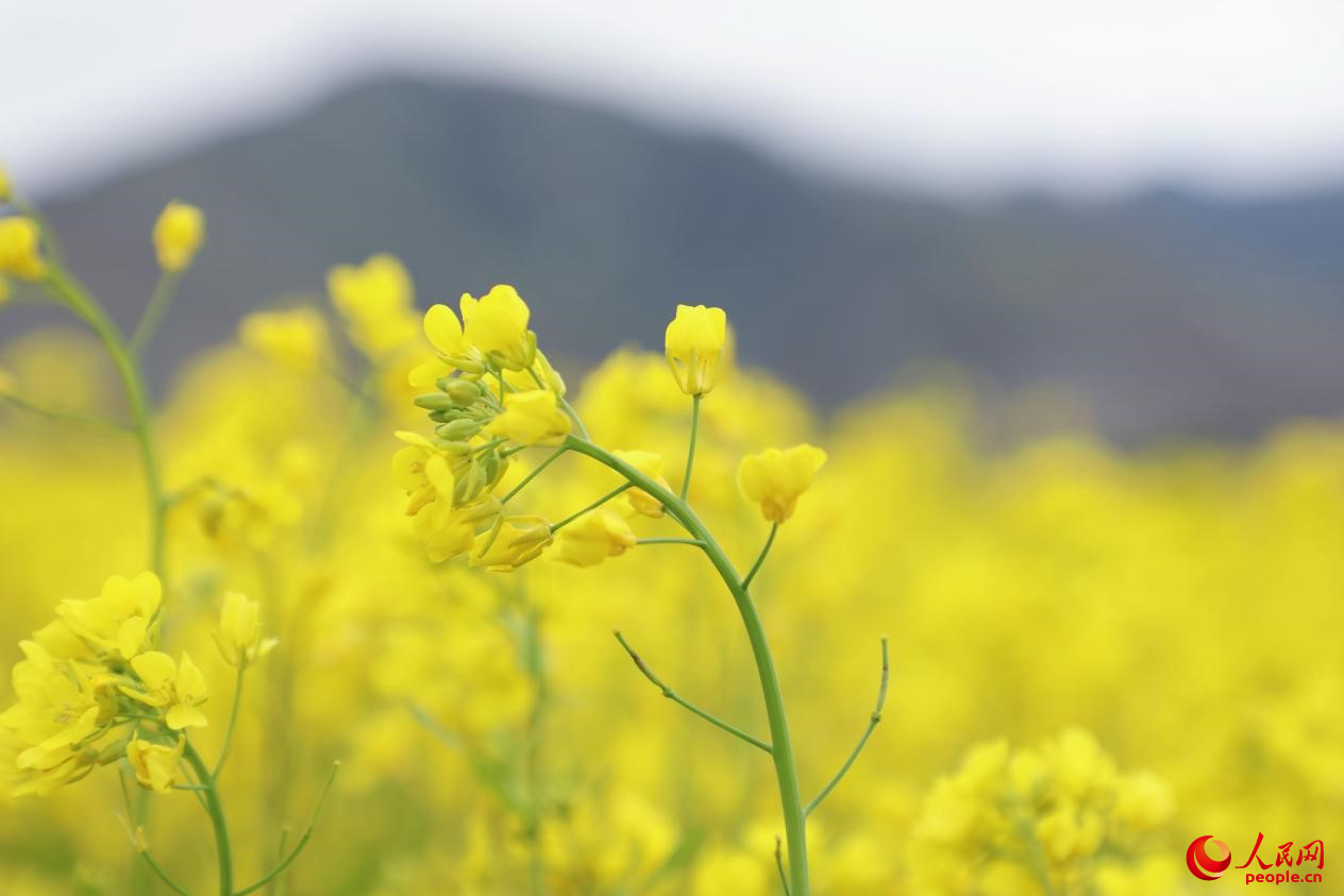 金色油菜花鋪滿大地。 人民網(wǎng) 李海霞攝