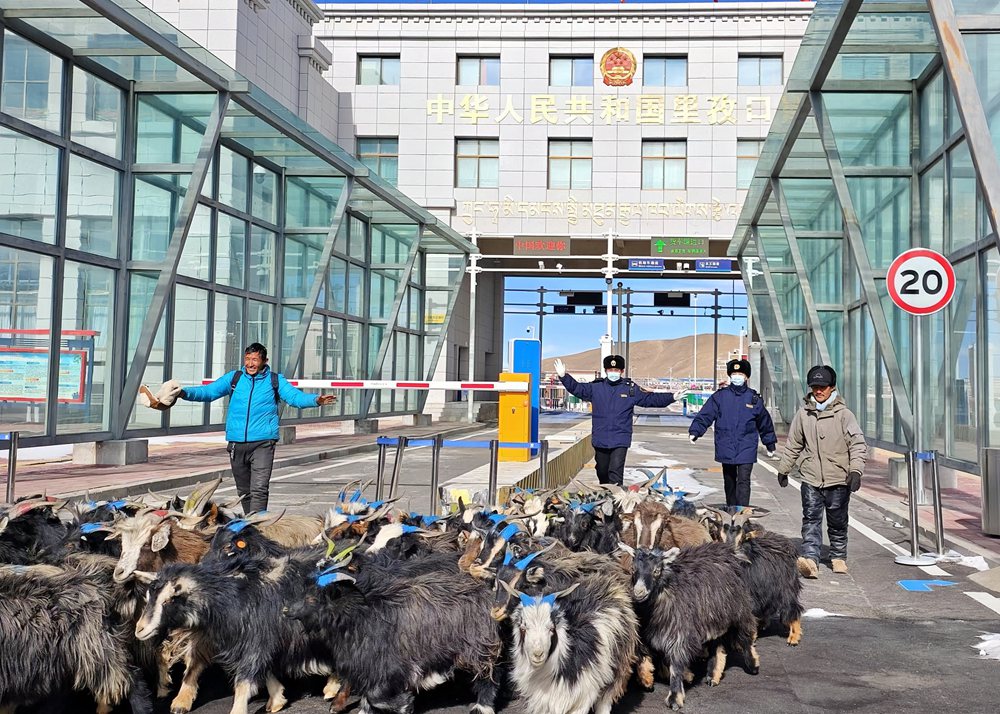 海關(guān)關(guān)員監(jiān)管驗(yàn)放出口活羊。次旺久美攝