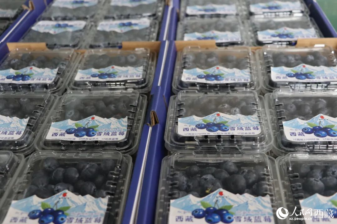 包裝好的藍莓。次仁龍布攝