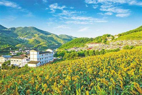 【理上網(wǎng)來o輝煌十九大】鄉(xiāng)村振興戰(zhàn)略：更綜合、全面、系統(tǒng)的發(fā)展戰(zhàn)略