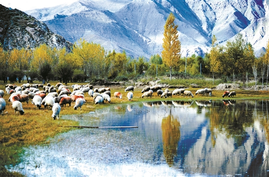 曲水縣郊外的怡人風(fēng)景。 拉薩日?qǐng)?bào) 平措旺堆攝.jpg