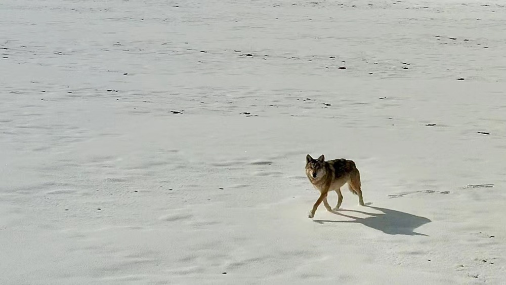 雪地里的阿里“狼”。