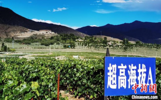 圖為桑日縣種植的葡萄?！∩侥仙Ｈ湛h委宣傳部提供