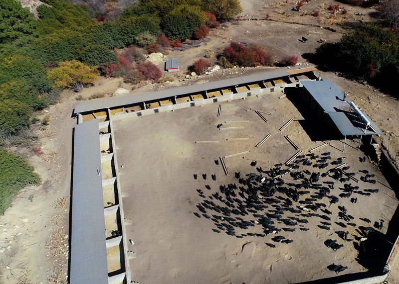 麥村藏香豬養(yǎng)殖基地。