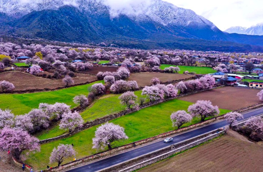 波密縣傾多鎮(zhèn)如納村盛開的桃花。徐馭堯攝
