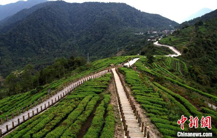 圖為西藏林芝市墨脫縣背崩鄉(xiāng)格林村山頂?shù)木坝^茶園。(無人機照片) 李林 攝