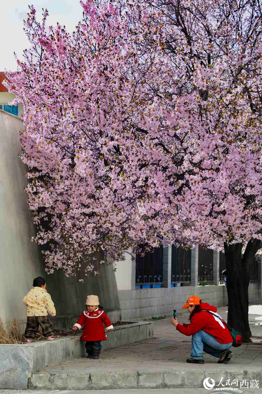 桃林下，拉薩市民游客樂(lè)享春光。人民網(wǎng)記者 次仁羅布攝