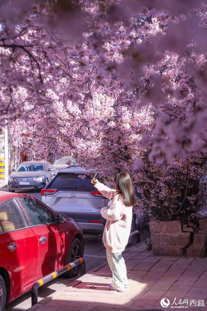 桃林下，拉薩市民游客樂(lè)享春光。人民網(wǎng)記者 次仁羅布攝