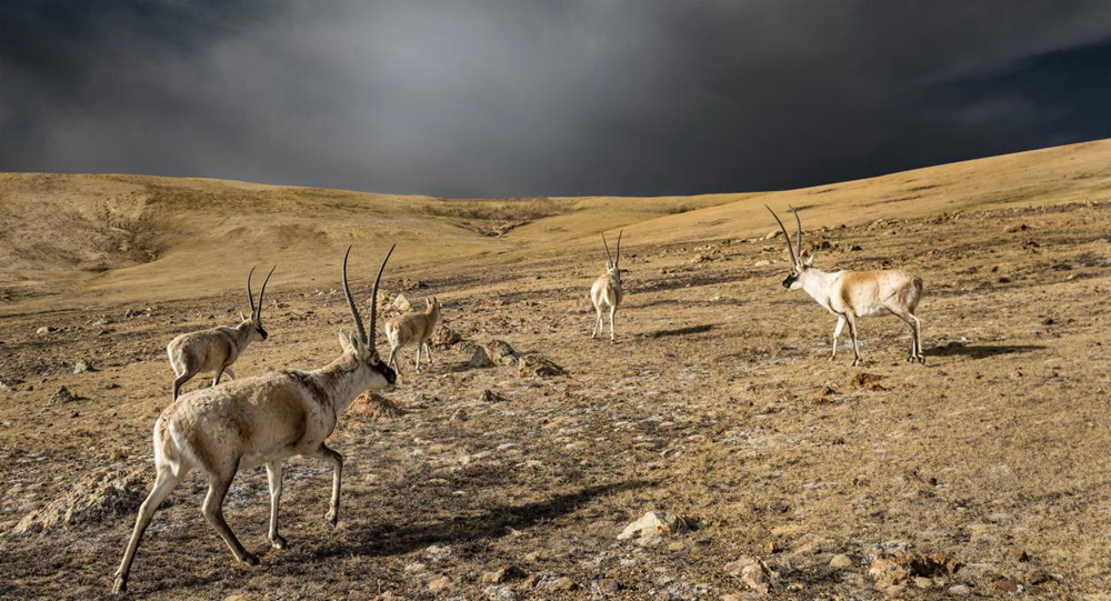 “高原精靈”藏羚羊。尼瑪多吉攝