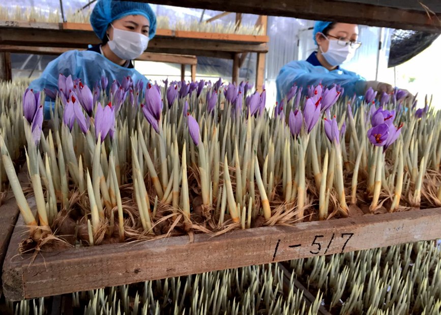 林芝天旺農(nóng)牧產(chǎn)品有限公司藏紅花種植基地工作人員采摘藏紅花。趙新民攝